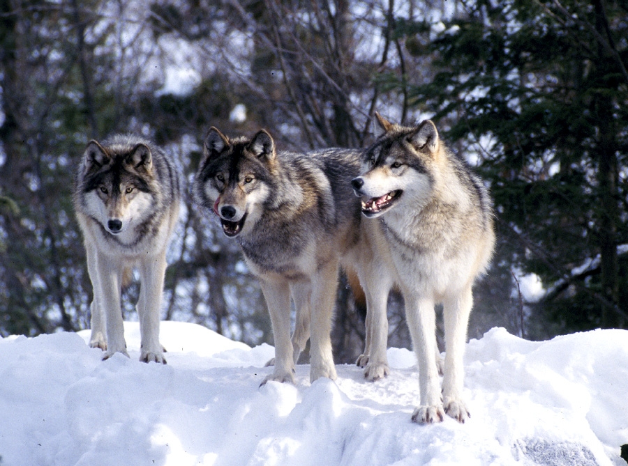 wolf.jpg