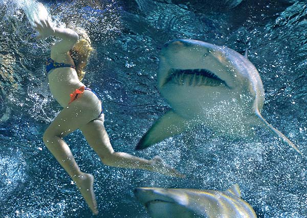 Sharks Attacking People