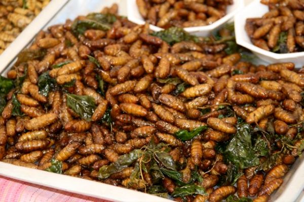 thai-insects.jpg
