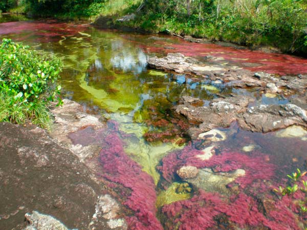 Cano Cristales Columbia