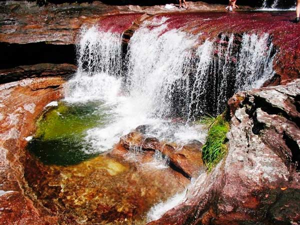 Cano Cristales South America