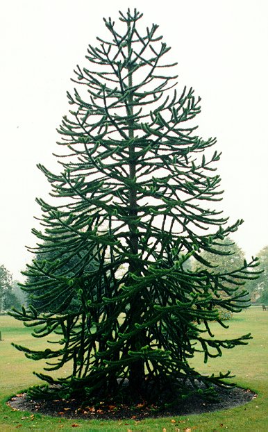 1 1