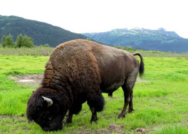 Bisons