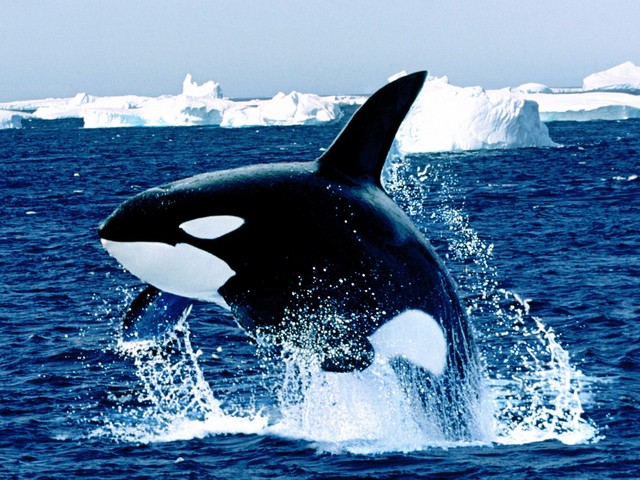 Killer Whale