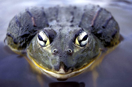 Namibian Bullfrog