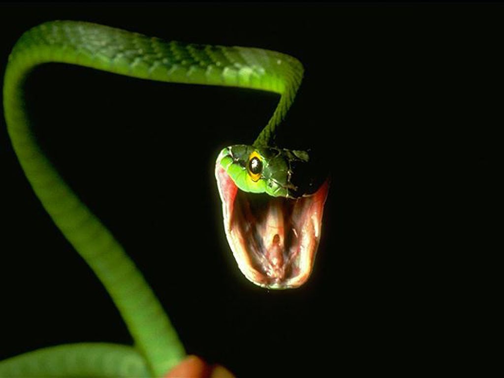 Reptiles