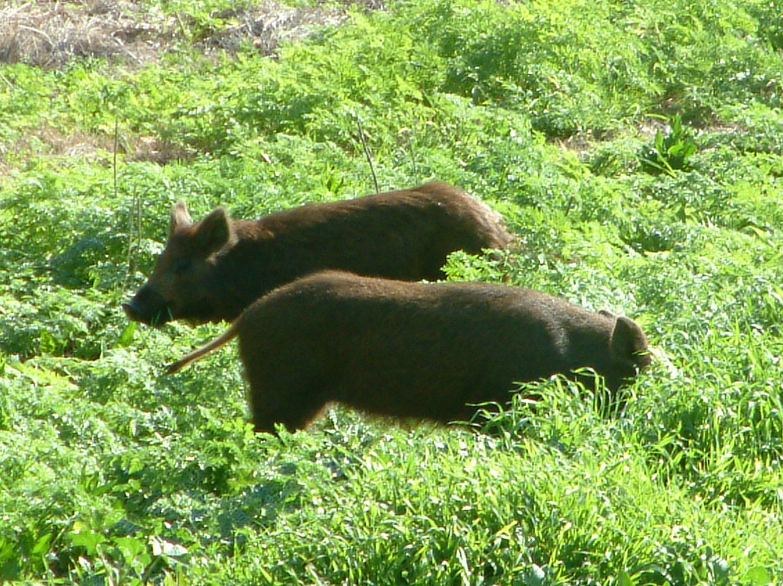 Wild Boars