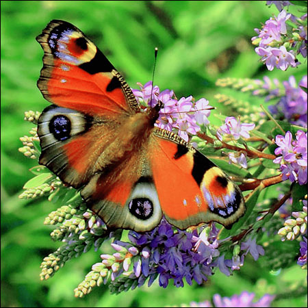 butterfly