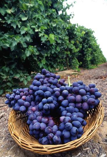 grapes grapes