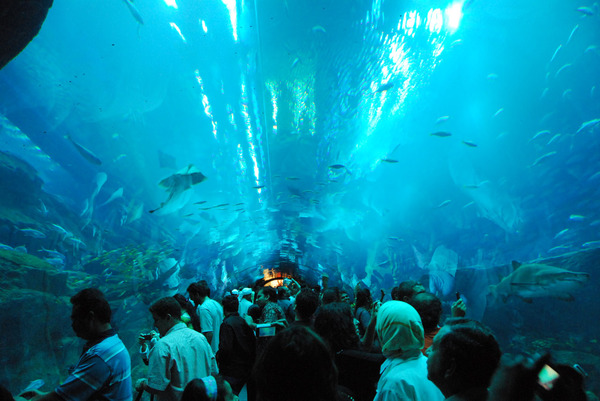 Aquarium6