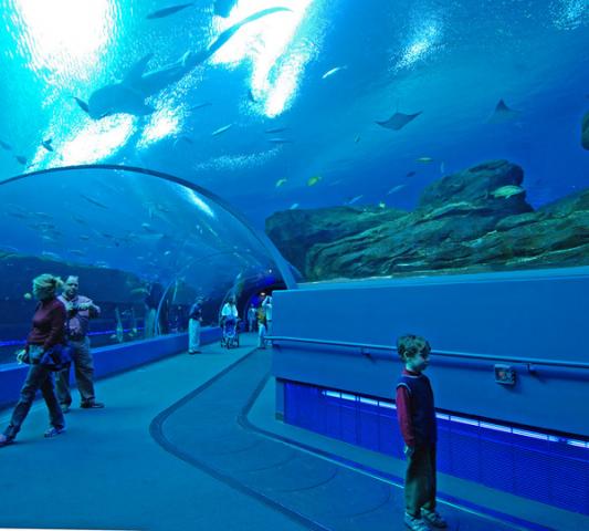 Aquarium7