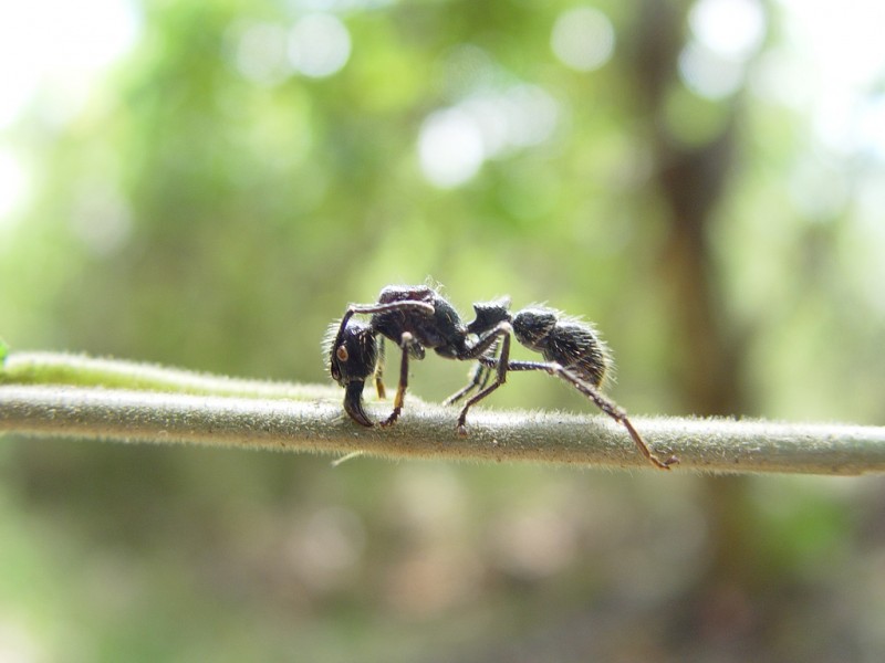 7-bullet-ant-costa-rica