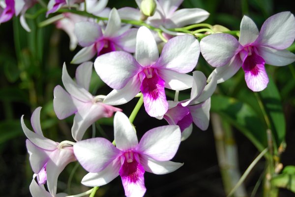 orchid
