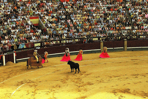 bullfight in Madrid