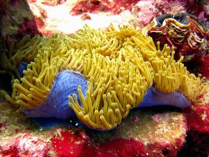 The Curse of Palmyra Island