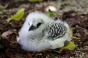 The Curse of Palmyra Island | TravelVivi.com