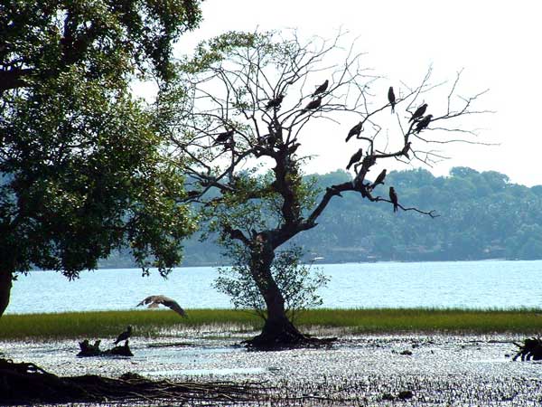 India Goa Chapora River Colony of Birds