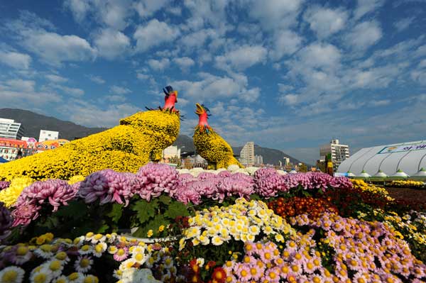 Amazing flower display