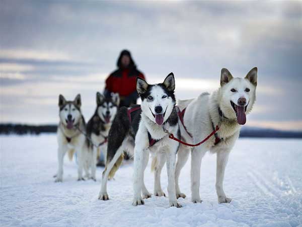 Dog sledding expedition
