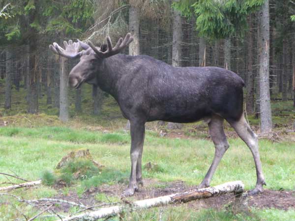 Elk Safari in Sweden