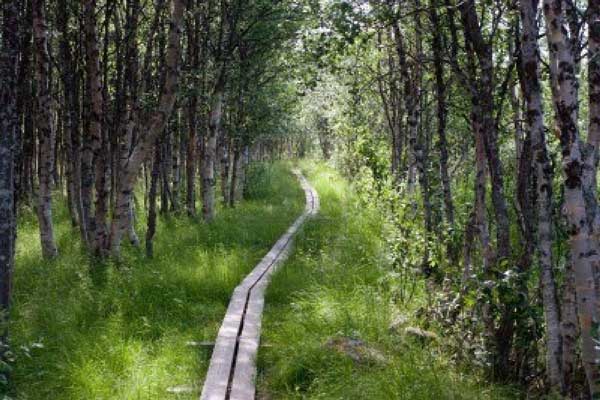 Kungsleden trail in northern Sweden