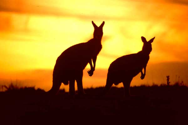 kangaroos in Australia