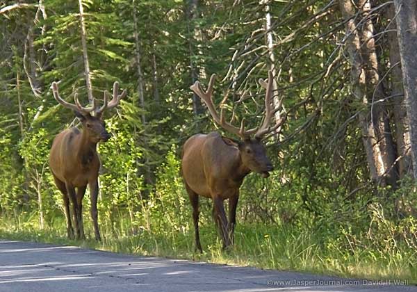 elk in Banff National Park