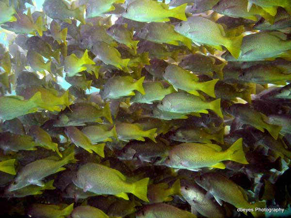 Scuba diving Cabo San Lucas