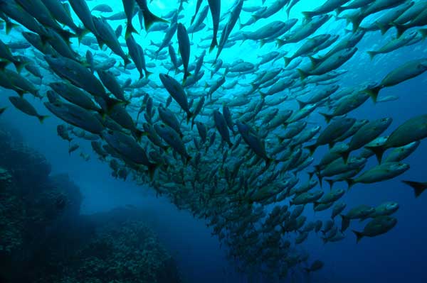 Costa Rica Scuba Diving