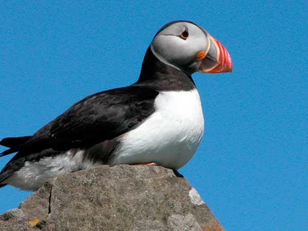 Faroes bird watching