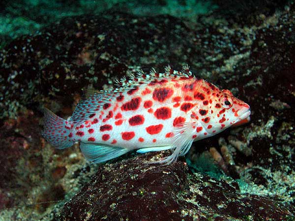 Galapagos Islands Diving