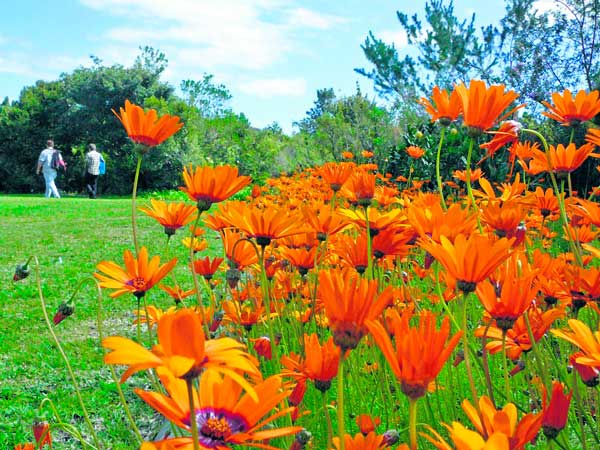 Photo by Kirstenbosch Botanical Gardens