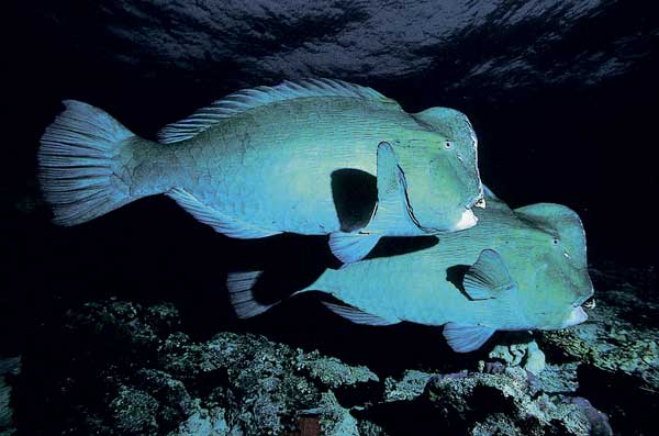giant bumphead parrotfish