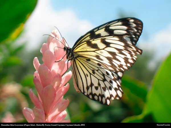 Photo by http://www.seyeneco.com