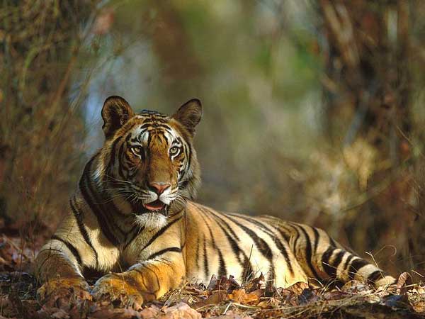Photo by http://www.wildlifeindia.info/