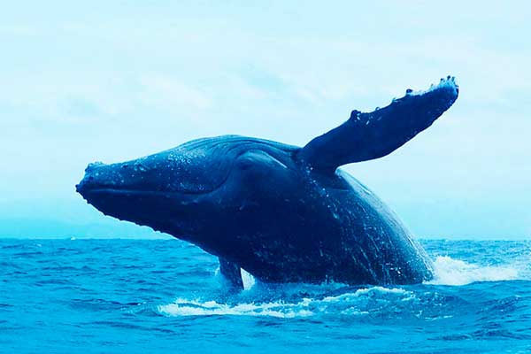 Photo by http://www.masoandro.mg/