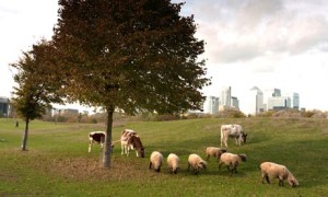 Mudchute Park and Farm below Canary Wharf in East London